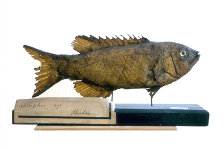 Zoologia: peix porc del corall (<em>Bodianus axillaris</em>). Núm. Reg. 858/107 (Col·lecció Institut Vell de Girona, 1991)
